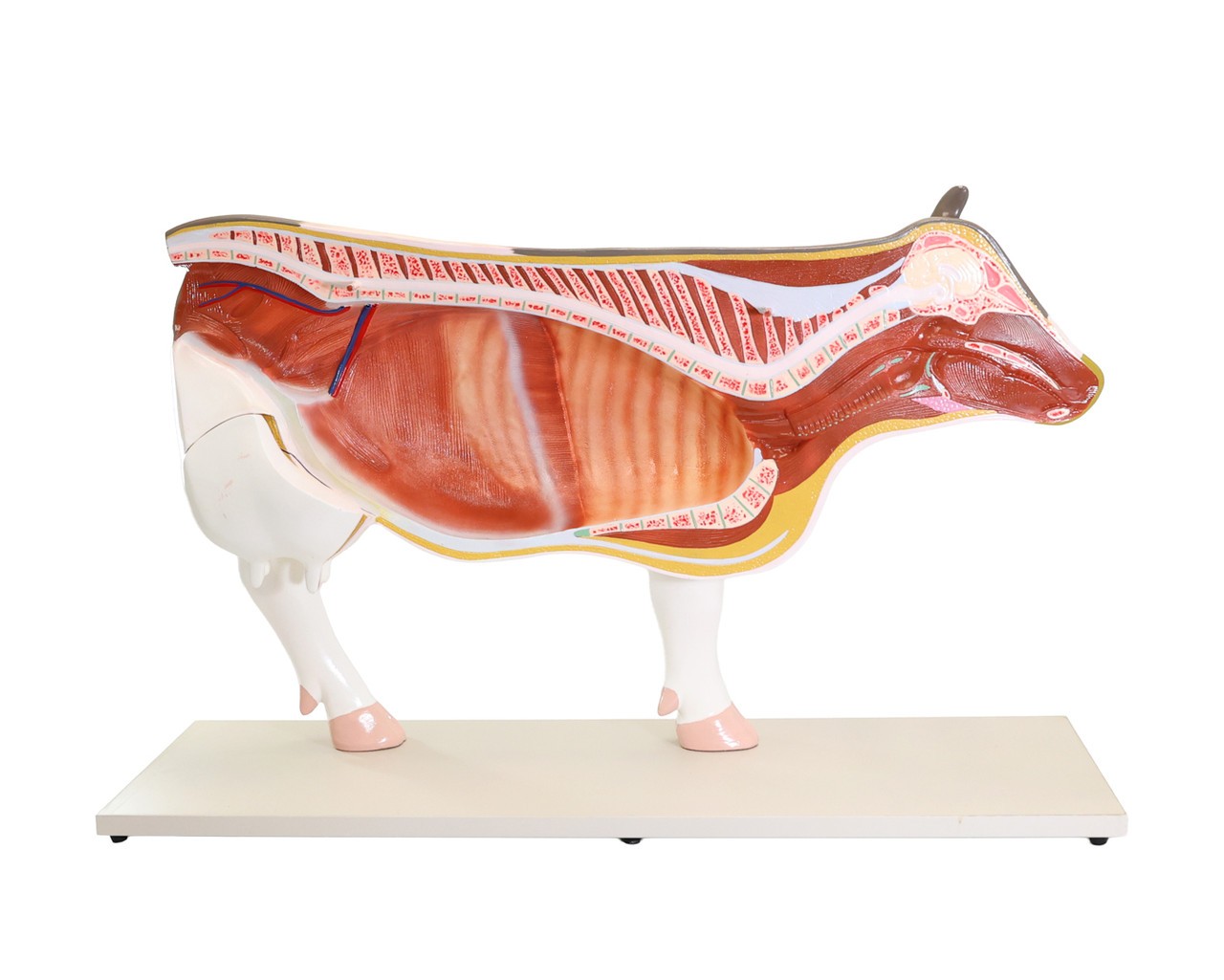 Anatomy Lab Animals Model