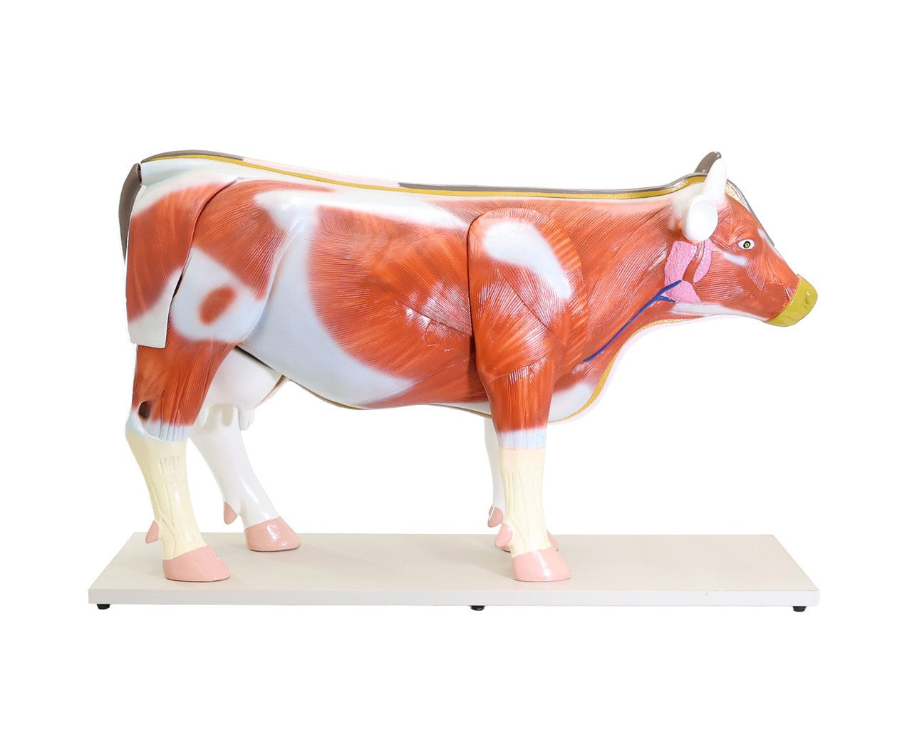 Anatomy Lab Animals Model