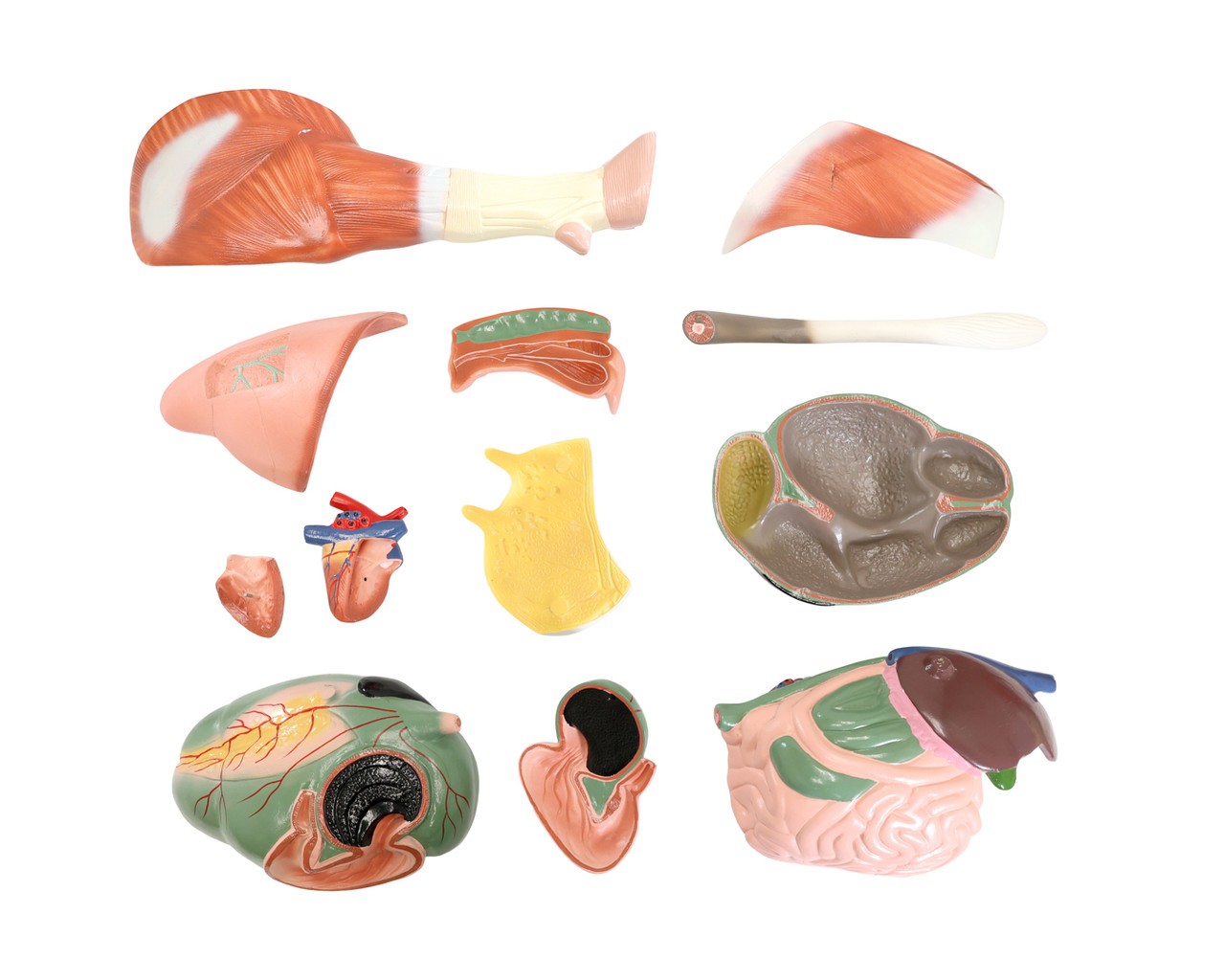 Anatomy Lab Animals Model