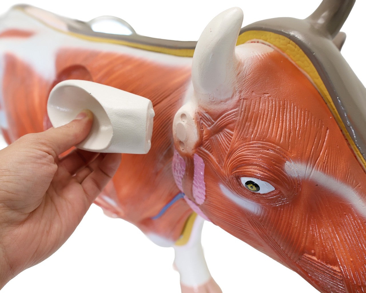 Anatomy Lab Animals Model