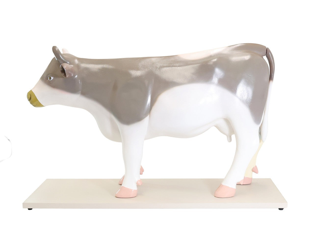 Anatomy Lab Animals Model