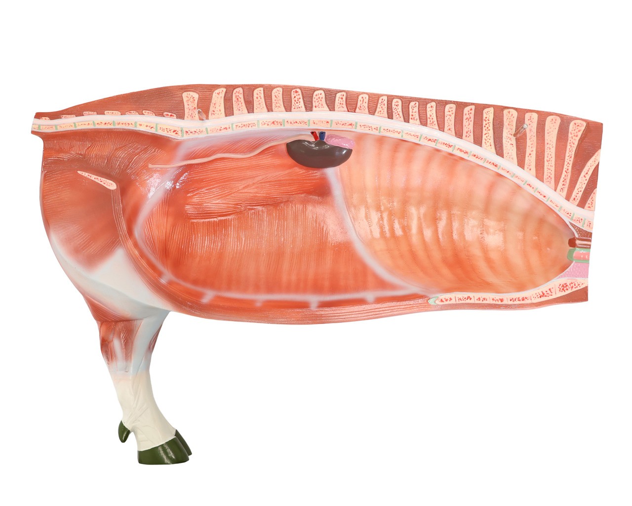 Anatomy Lab Animals Model