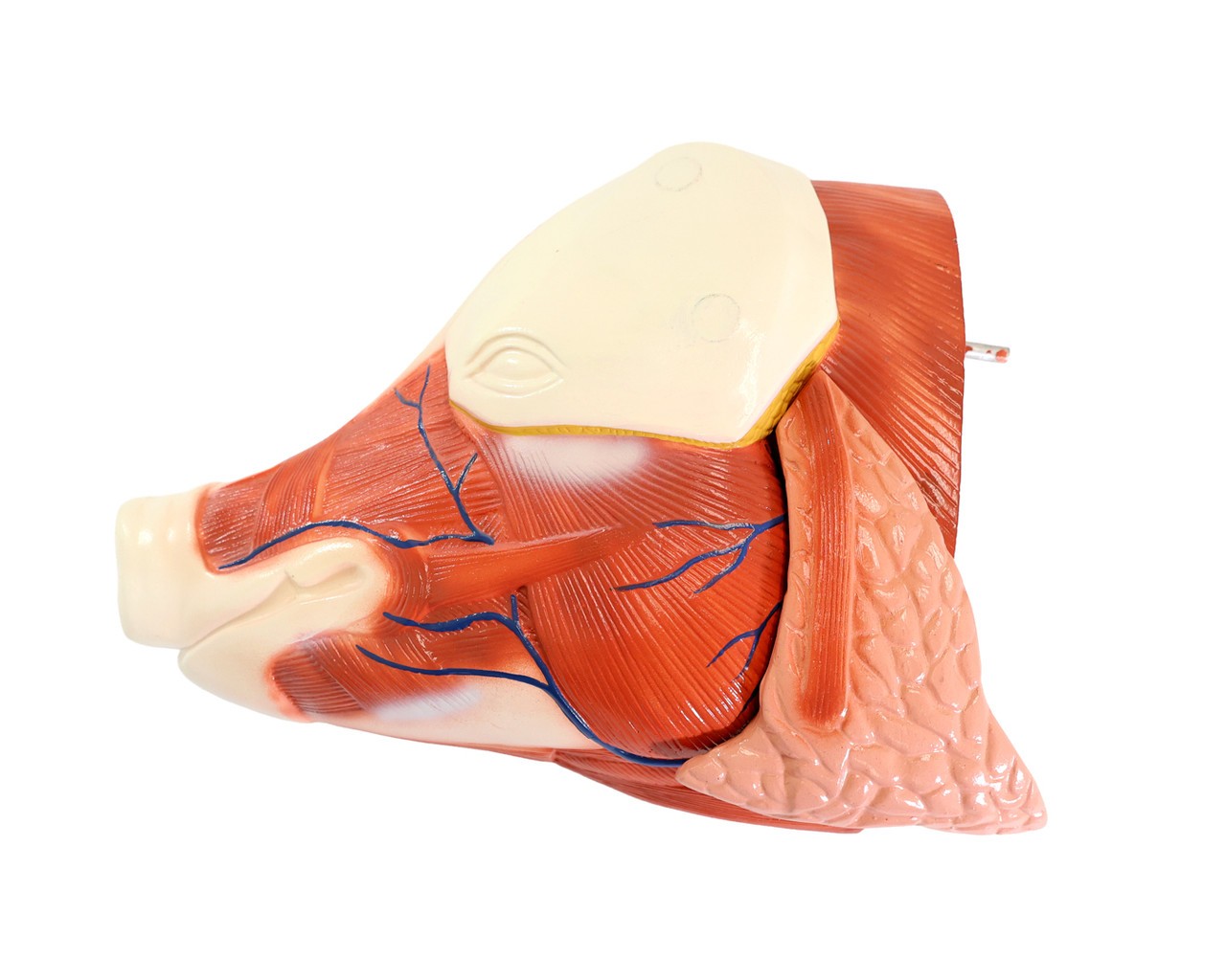 Anatomy Lab Animals Model