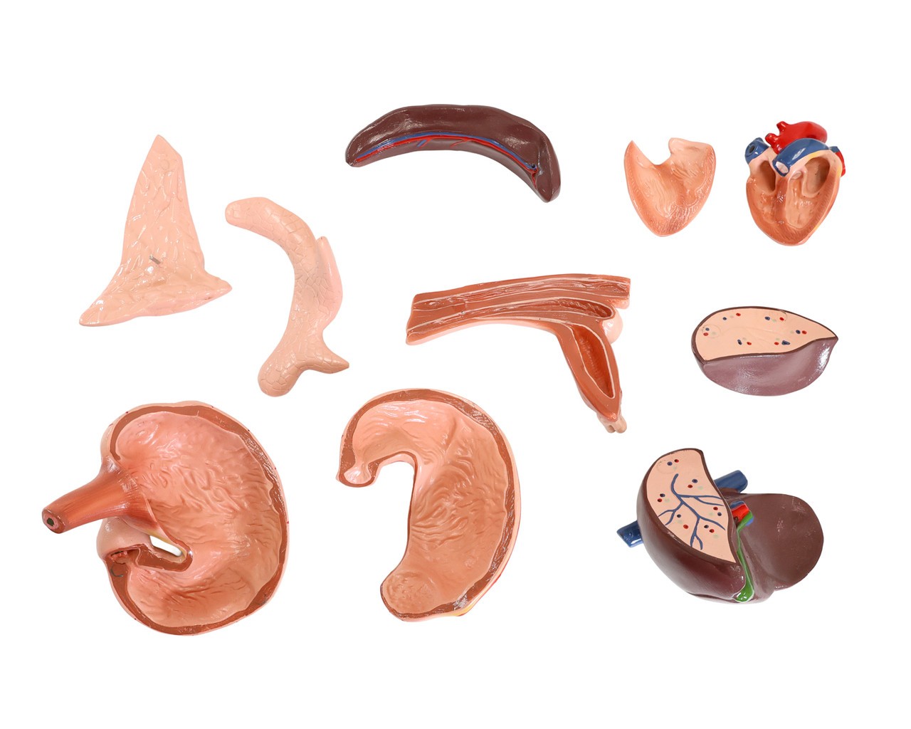 Anatomy Lab Animals Model