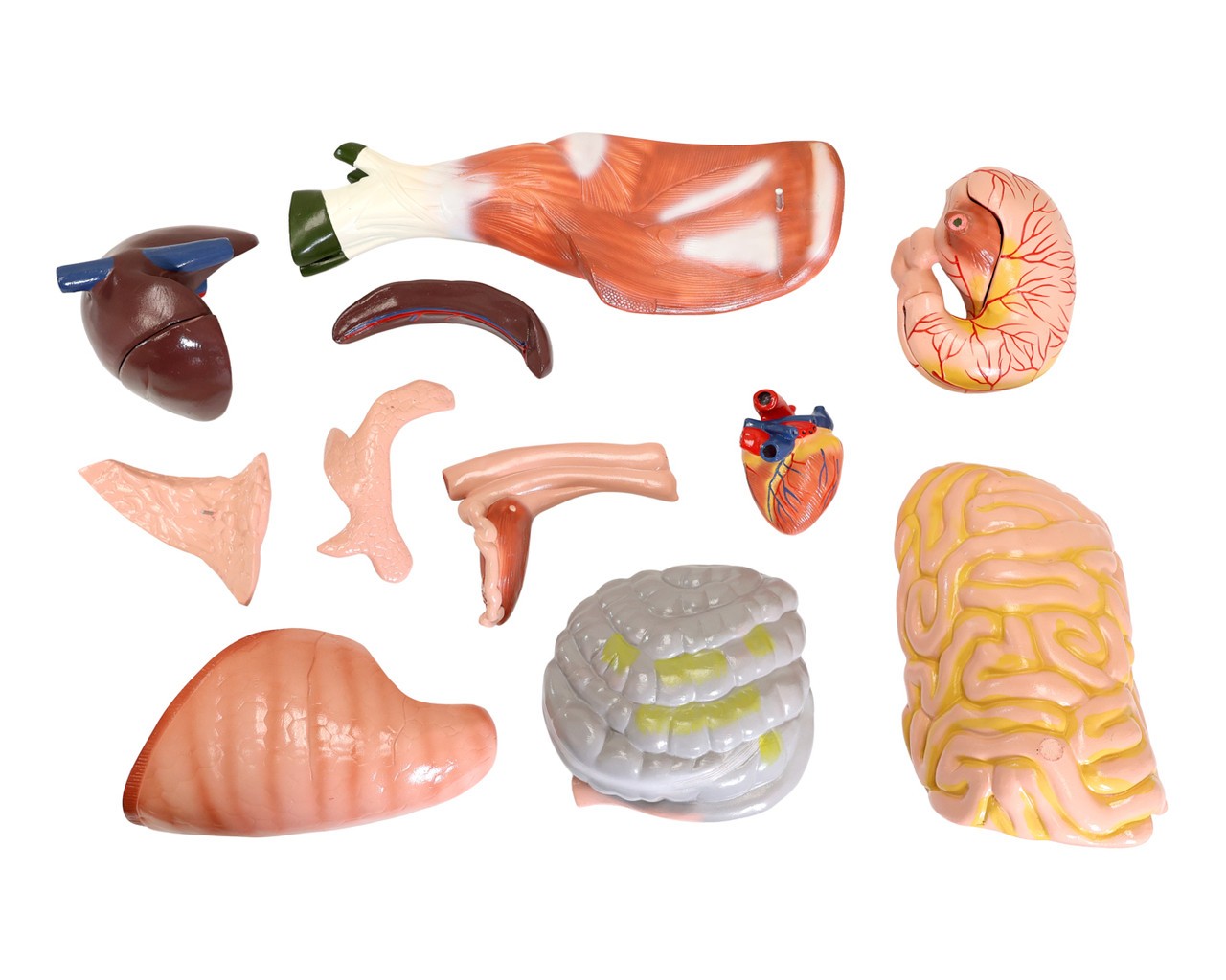 Anatomy Lab Animals Model