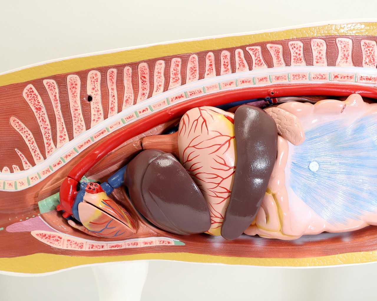 Anatomy Lab Animals Model