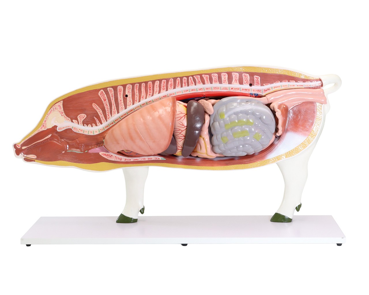 Anatomy Lab Animals Model