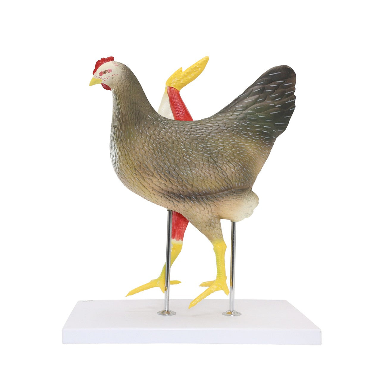 Anatomy Lab Animals Model