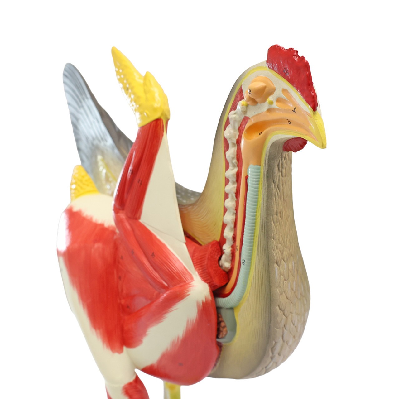 Anatomy Lab Animals Model