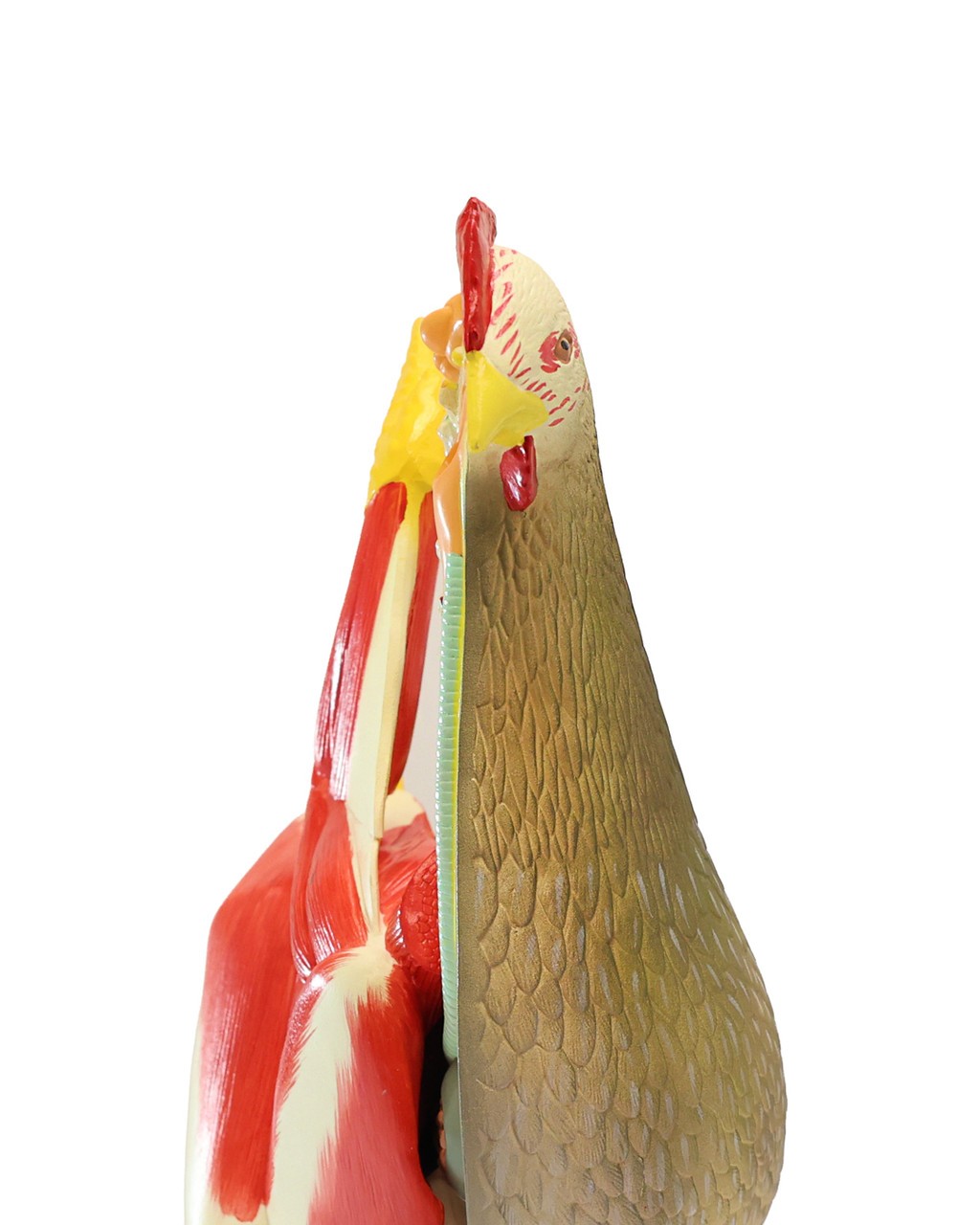 Anatomy Lab Animals Model