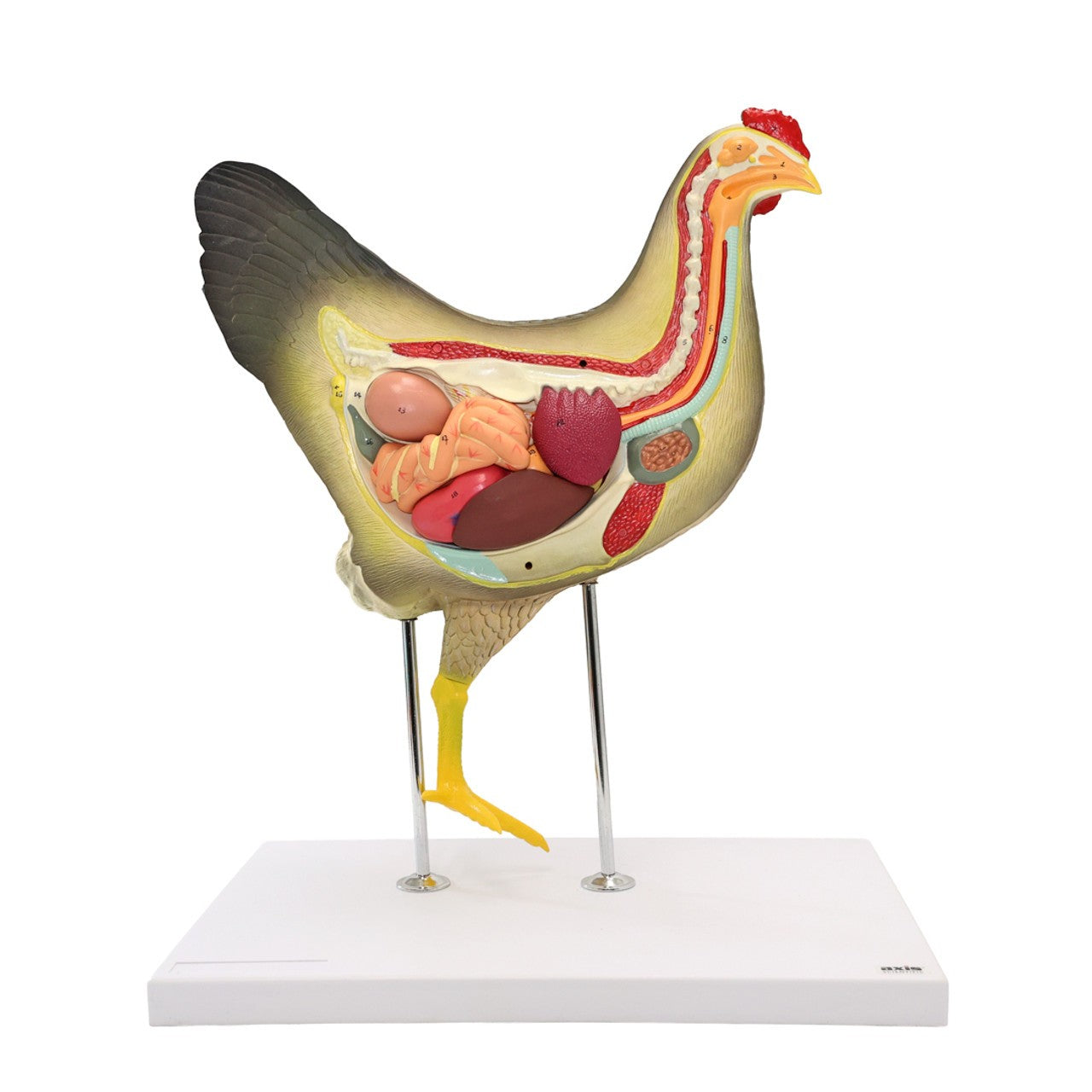 Anatomy Lab Animals Model