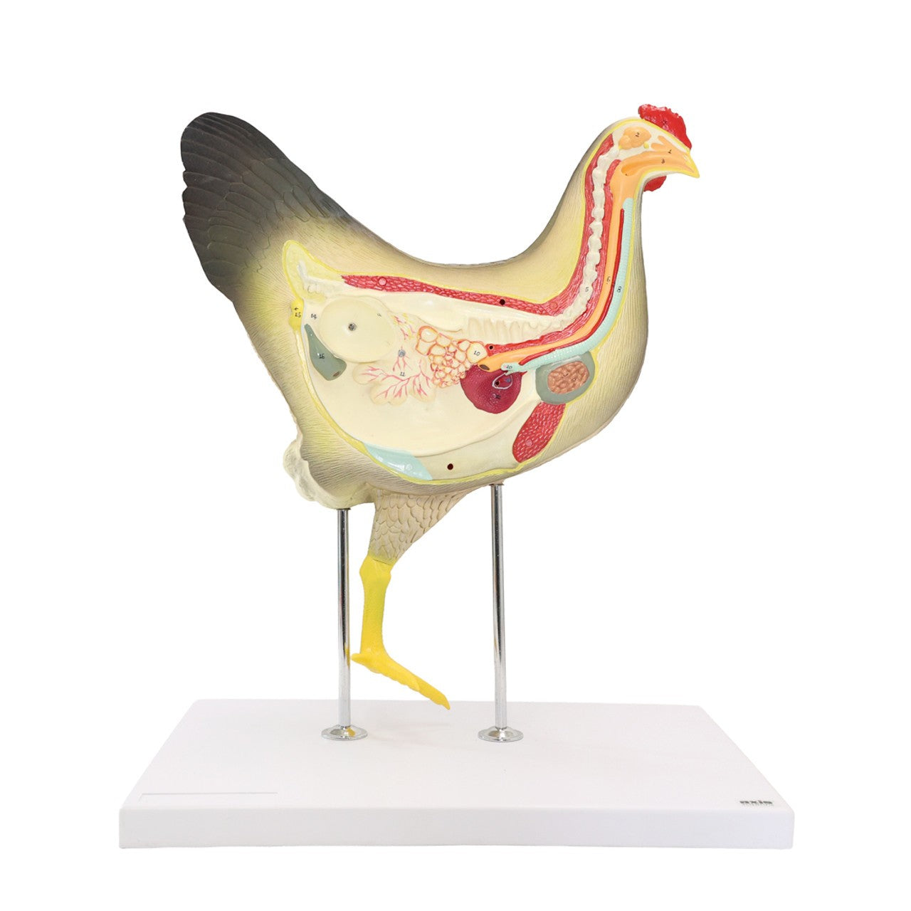 Anatomy Lab Animals Model