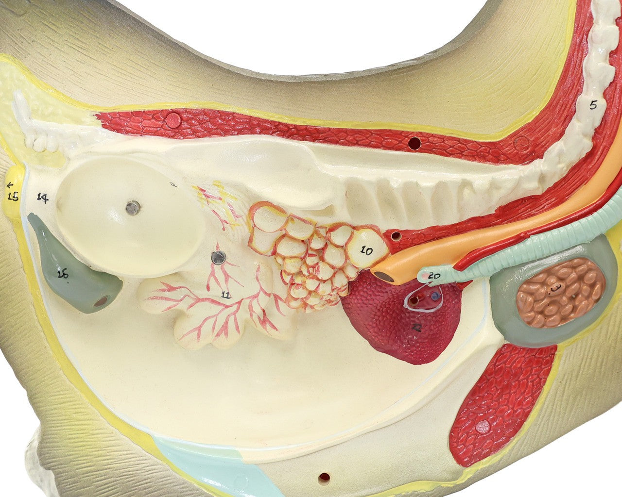 Anatomy Lab Animals Model