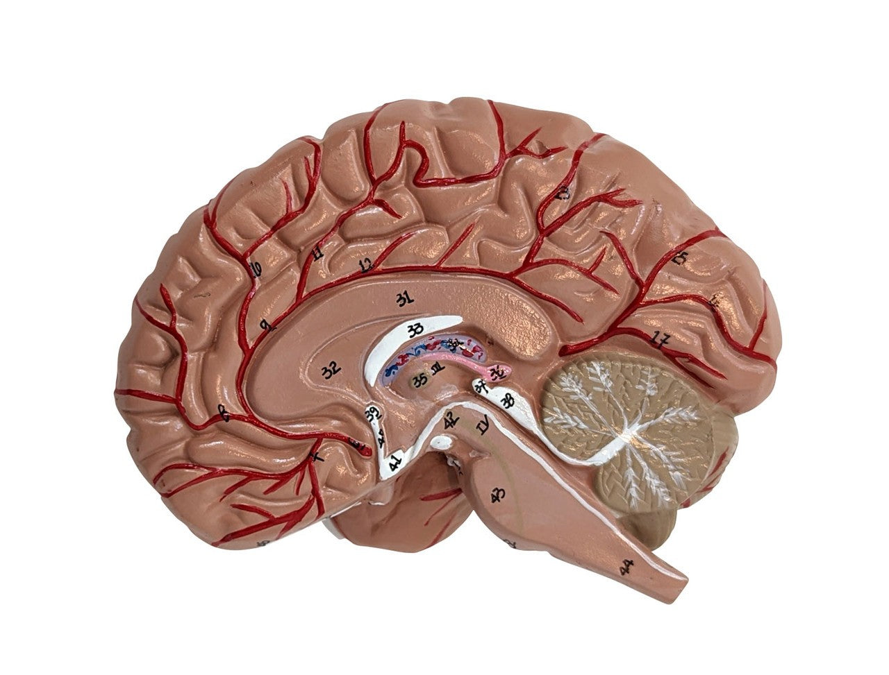 Anatomy Lab Basic 2-Part Brain Model with and without Artires and Blood Vessels