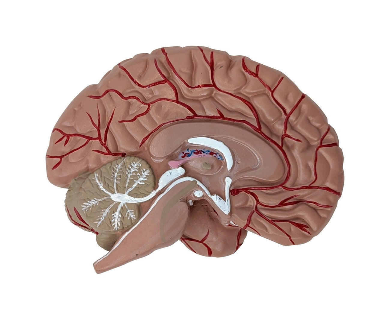 Anatomy Lab Basic 2-Part Brain Model with and without Artires and Blood Vessels