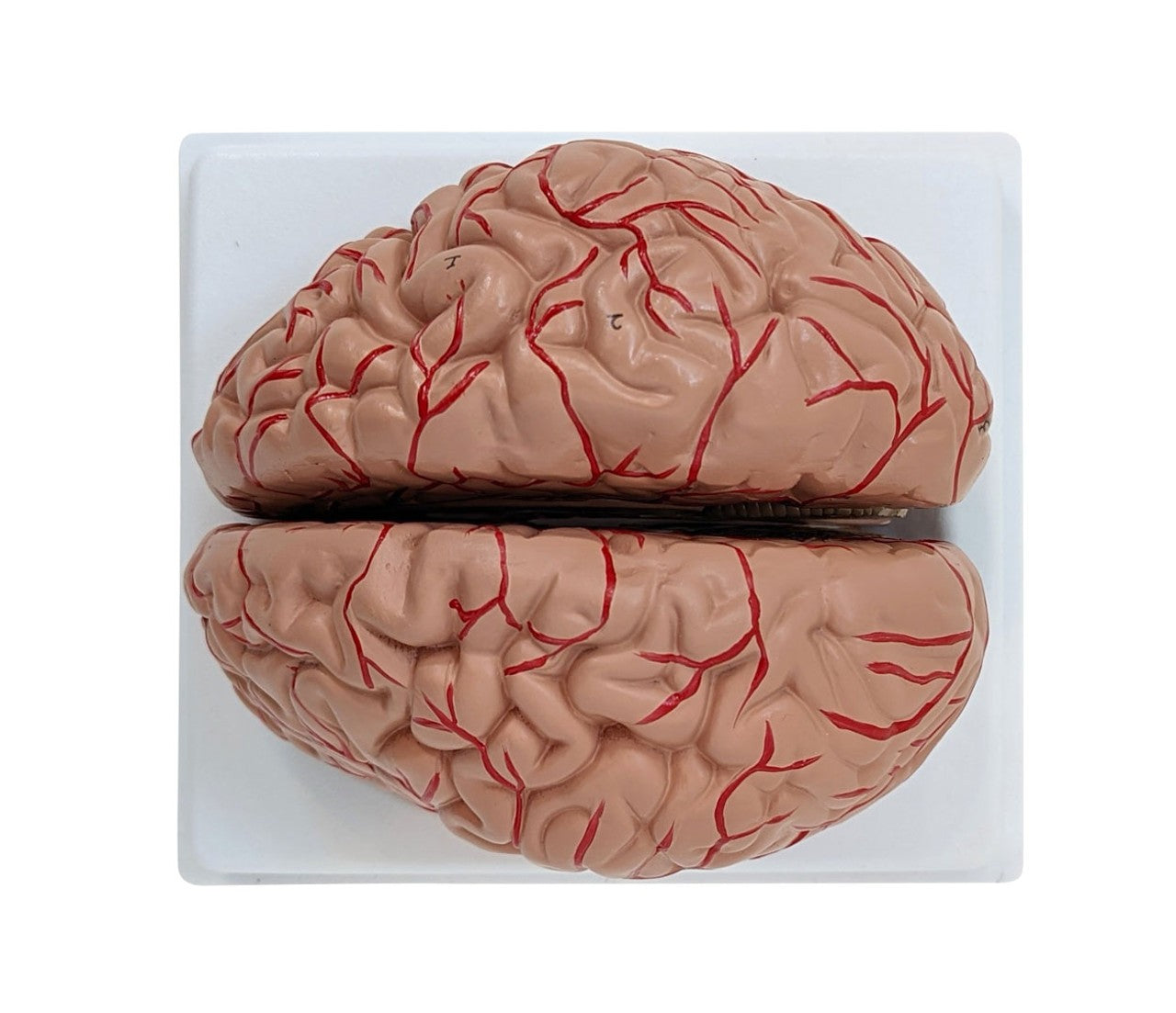 Anatomy Lab Basic 2-Part Brain Model with and without Artires and Blood Vessels