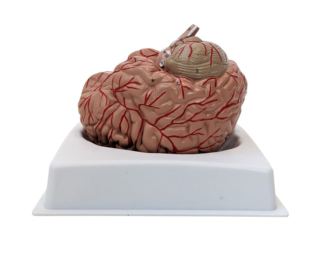 Anatomy Lab Basic 2-Part Brain Model with and without Artires and Blood Vessels