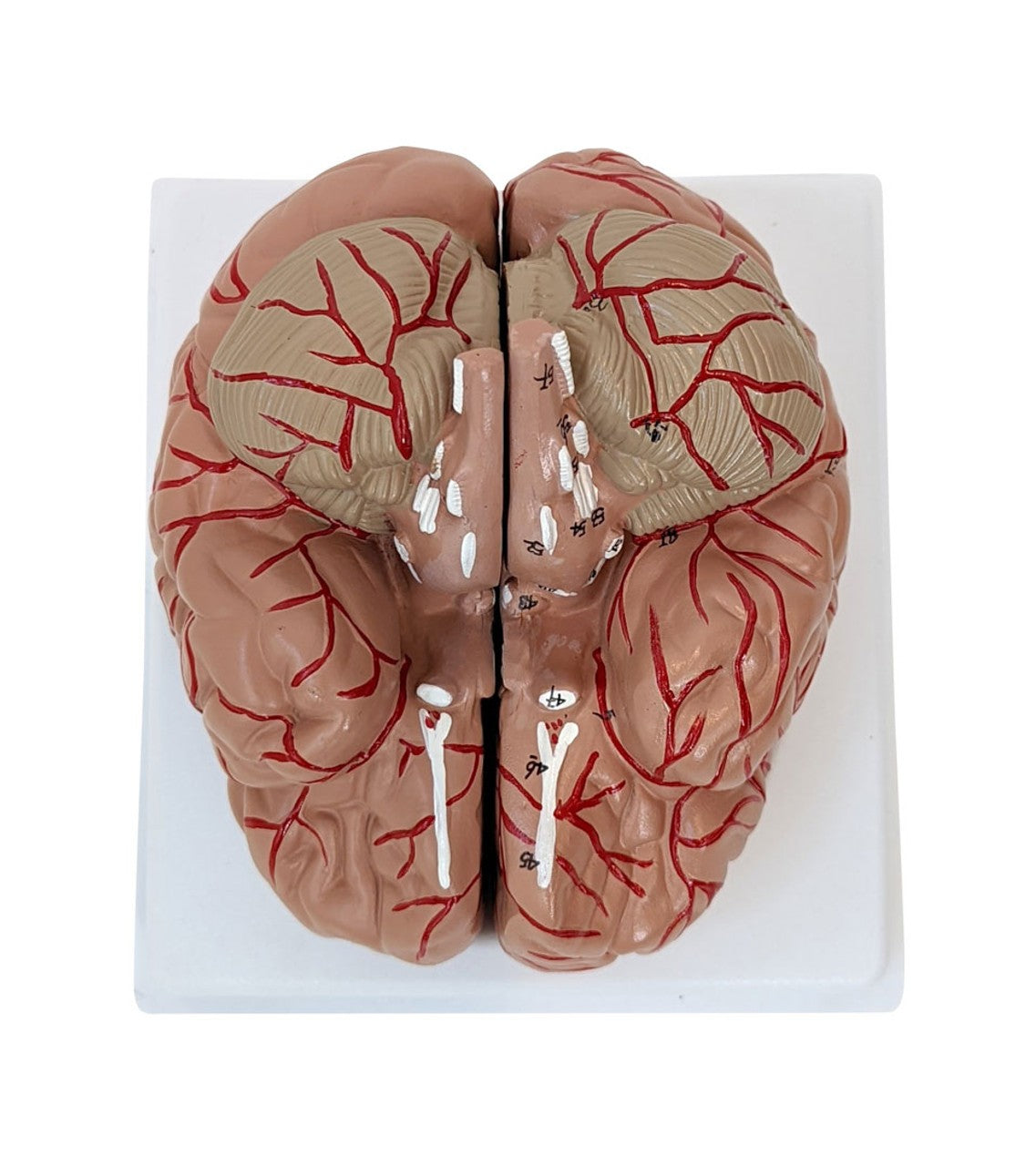 Anatomy Lab Basic 2-Part Brain Model with and without Artires and Blood Vessels