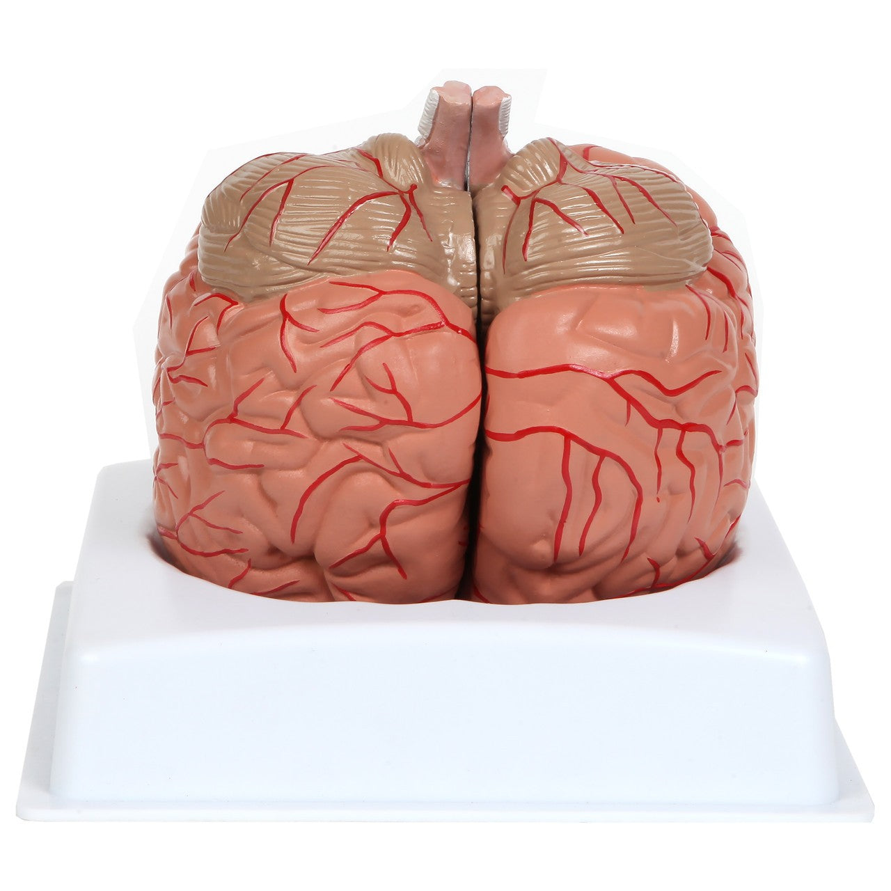 Anatomy Lab Basic 2-Part Brain Model with and without Artires and Blood Vessels