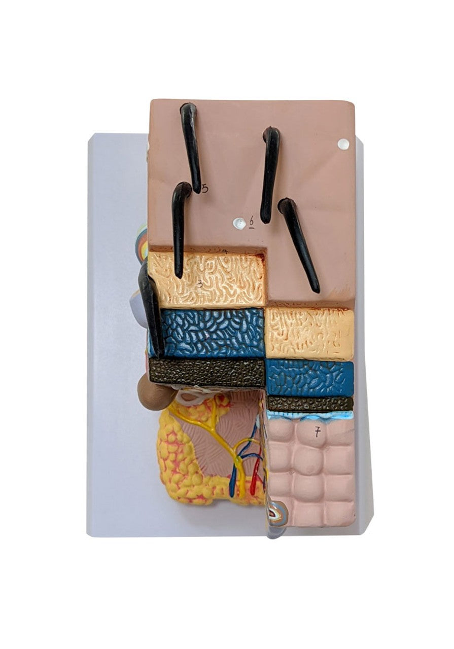 The Anatomy Lab-A-109179 Skin and Hair Block Anatomy Model, 1/ea