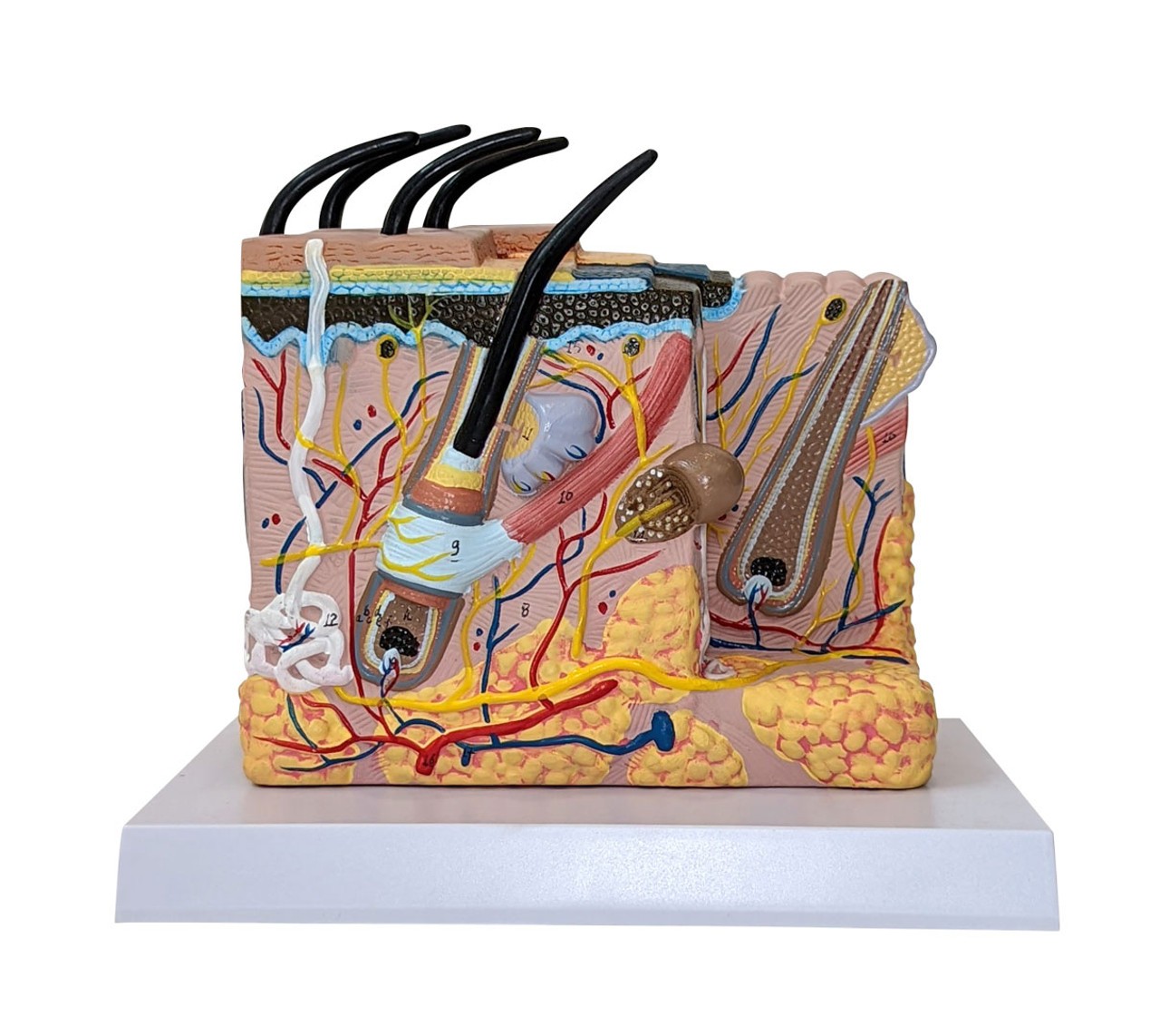 The Anatomy Lab-A-109179 Skin and Hair Block Anatomy Model, 1/ea