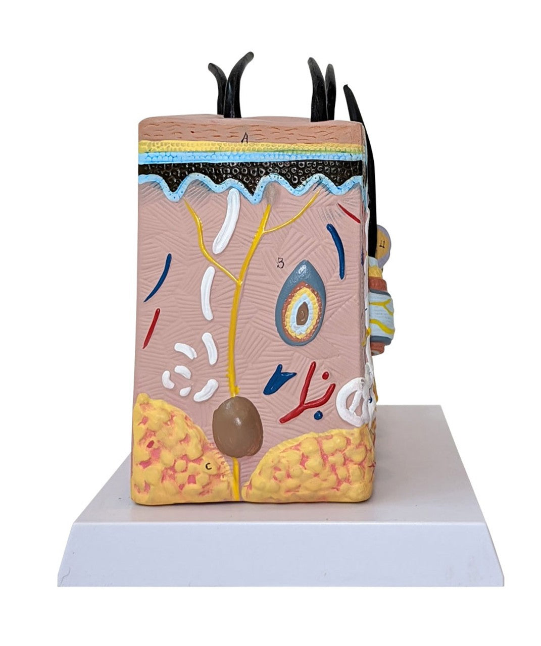 The Anatomy Lab-A-109179 Skin and Hair Block Anatomy Model, 1/ea