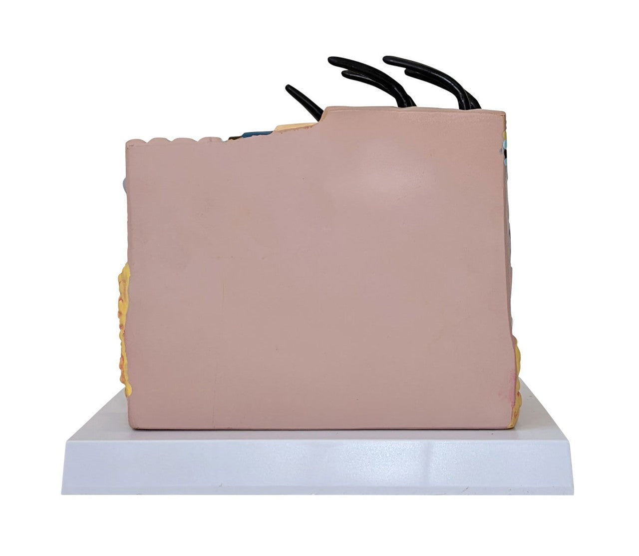 The Anatomy Lab-A-109179 Skin and Hair Block Anatomy Model, 1/ea