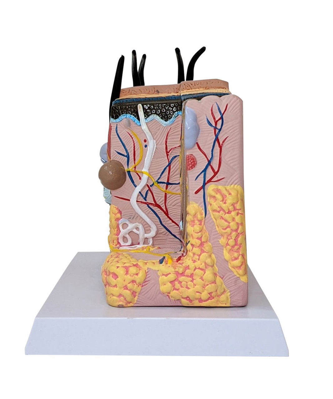 The Anatomy Lab-A-109179 Skin and Hair Block Anatomy Model, 1/ea