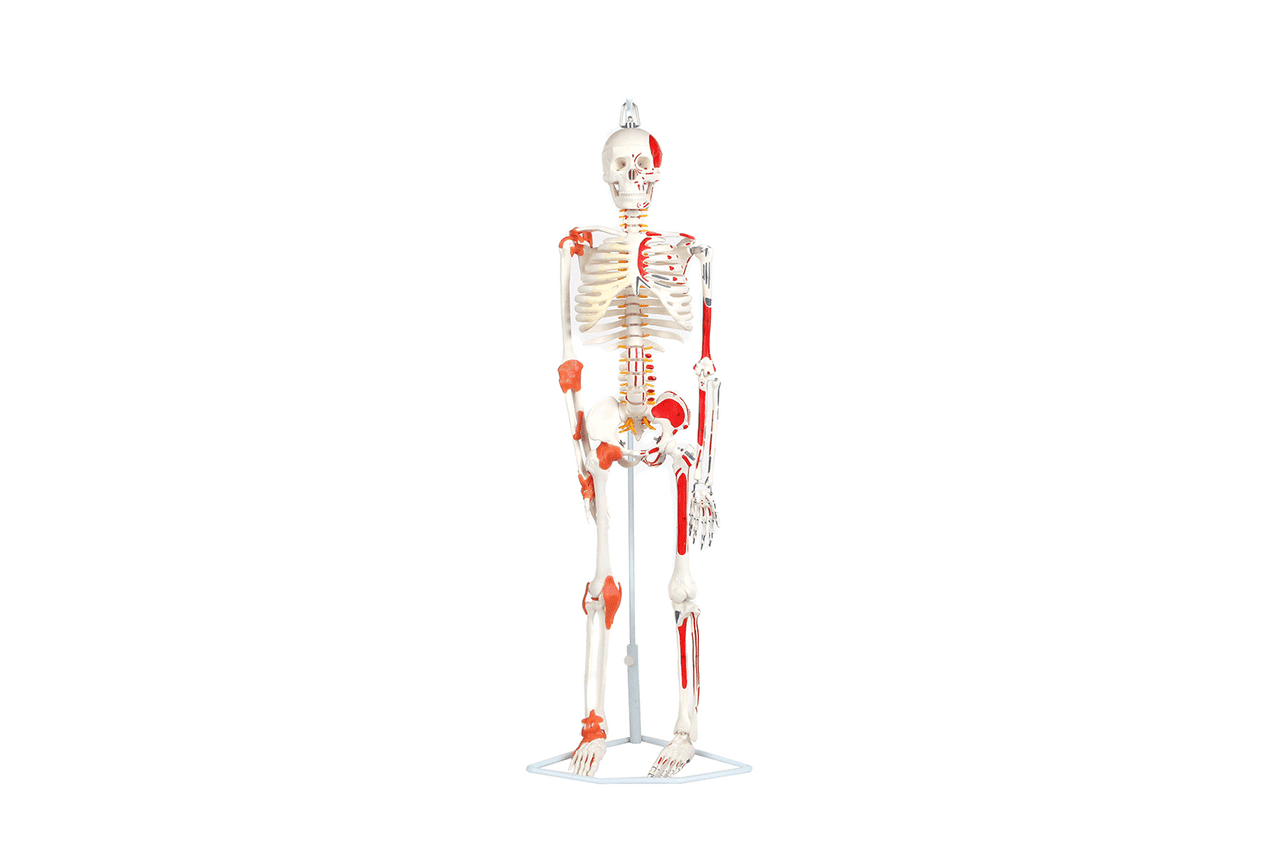 The Anatomy Lab-A-109189 Miniature Human Skeleton Anatomy Model with Ligaments, Insertion Points and Flexible Vertebral Column