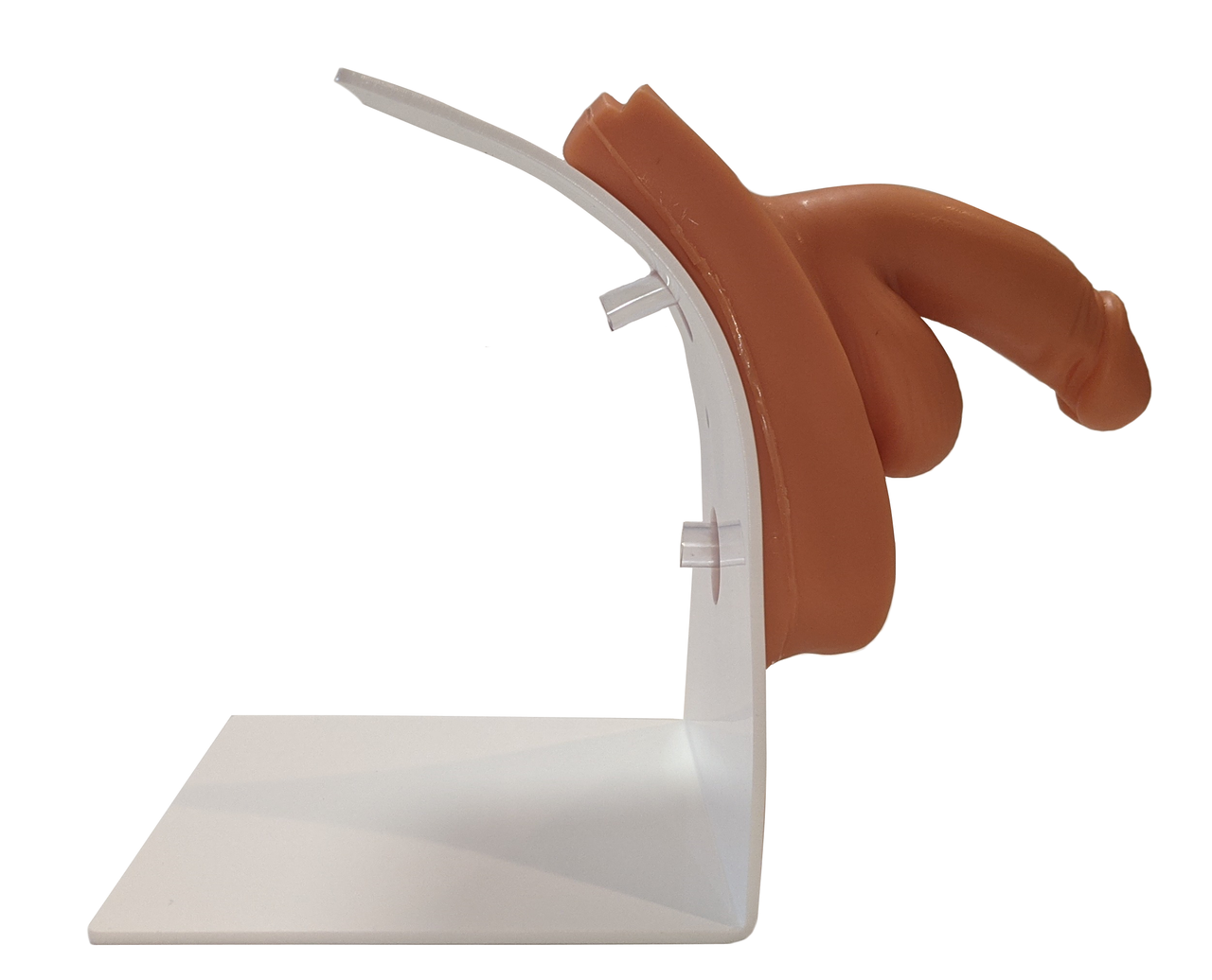 Anatomy Lab Urinary Catheterization and Enema Trainer with Stand