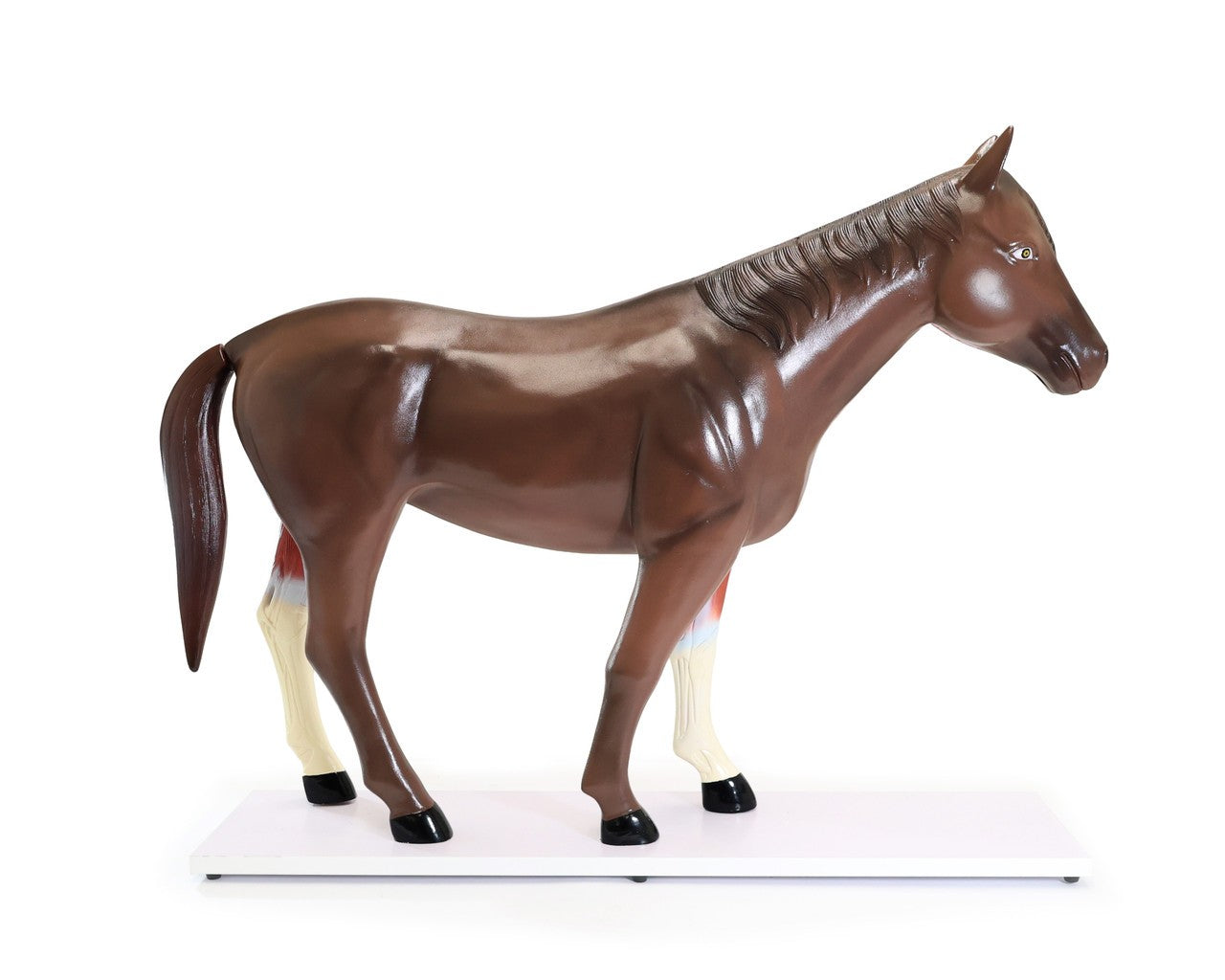 The Anatomy Lab-A-109234 Domestic Horse (Equus caballus) Anatomy Model, 1/ea