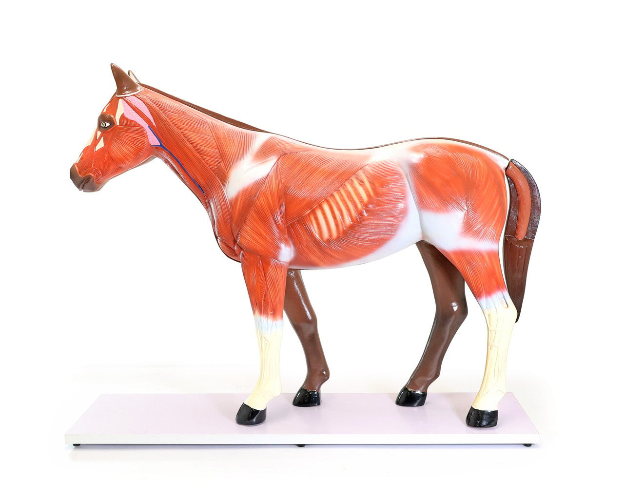 The Anatomy Lab-A-109234 Domestic Horse (Equus caballus) Anatomy Model, 1/ea