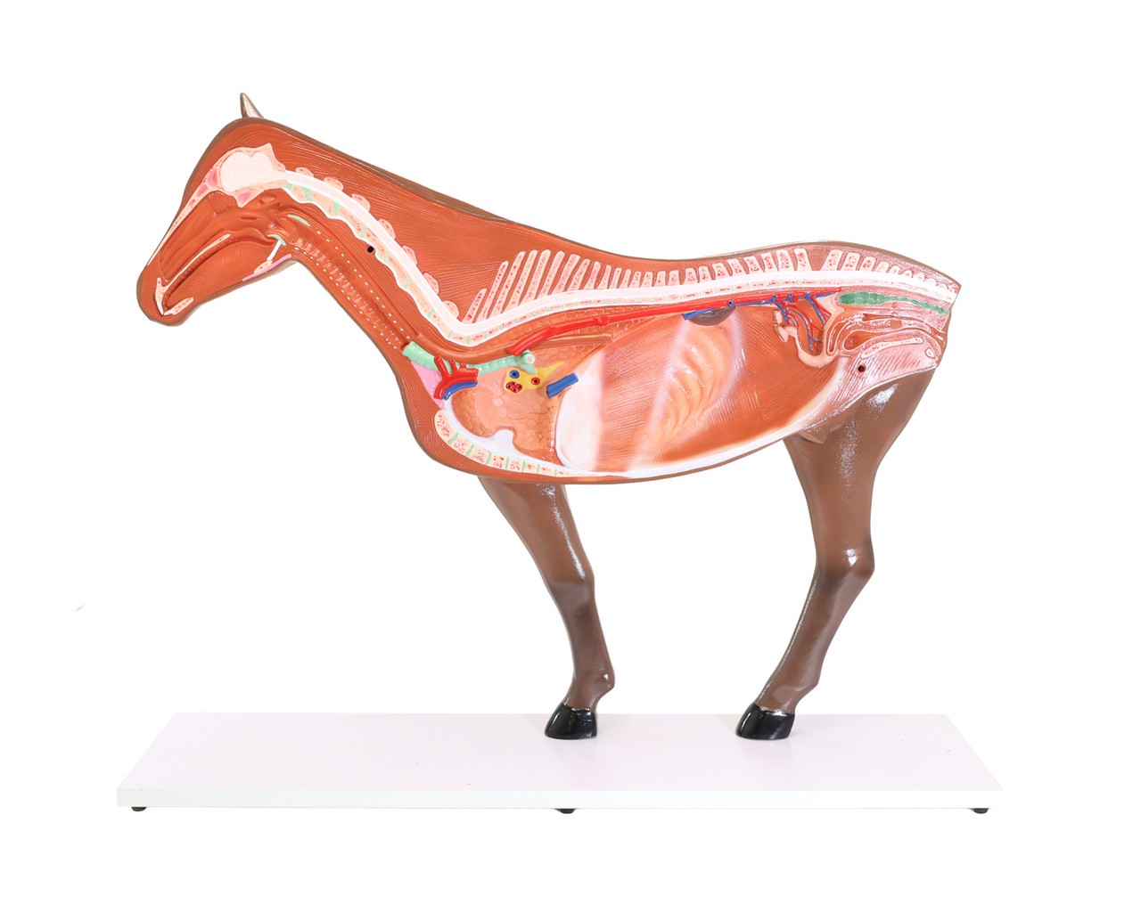 The Anatomy Lab-A-109234 Domestic Horse (Equus caballus) Anatomy Model, 1/ea