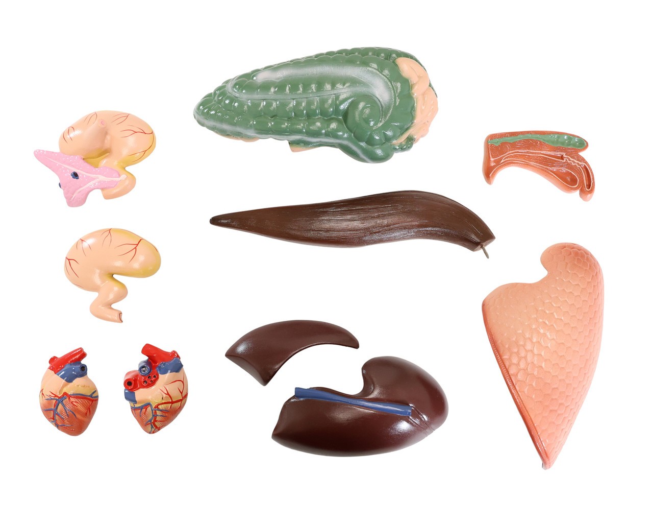 The Anatomy Lab-A-109234 Domestic Horse (Equus caballus) Anatomy Model, 1/ea