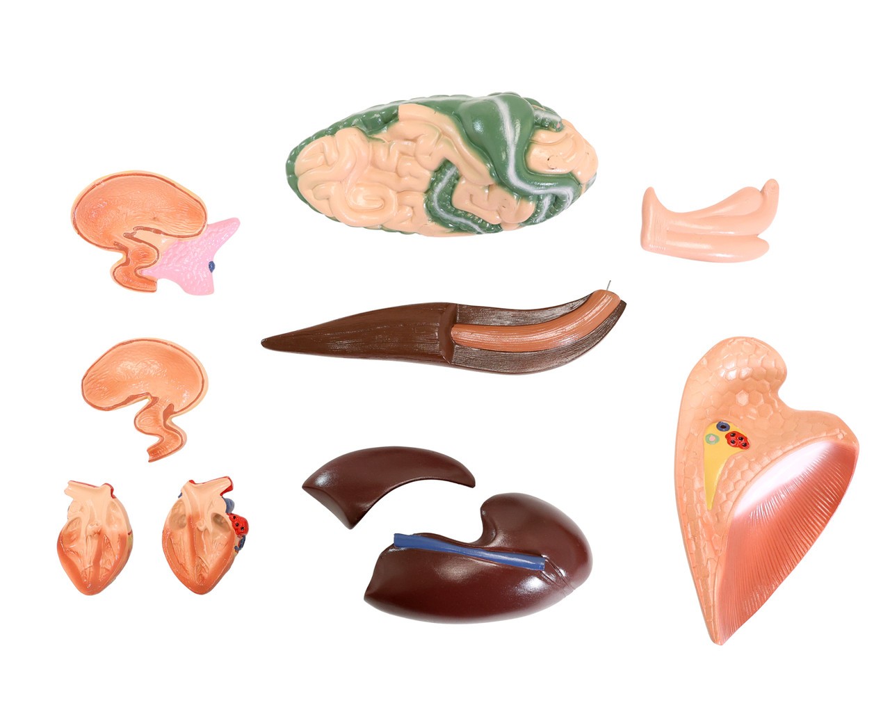 The Anatomy Lab-A-109234 Domestic Horse (Equus caballus) Anatomy Model, 1/ea