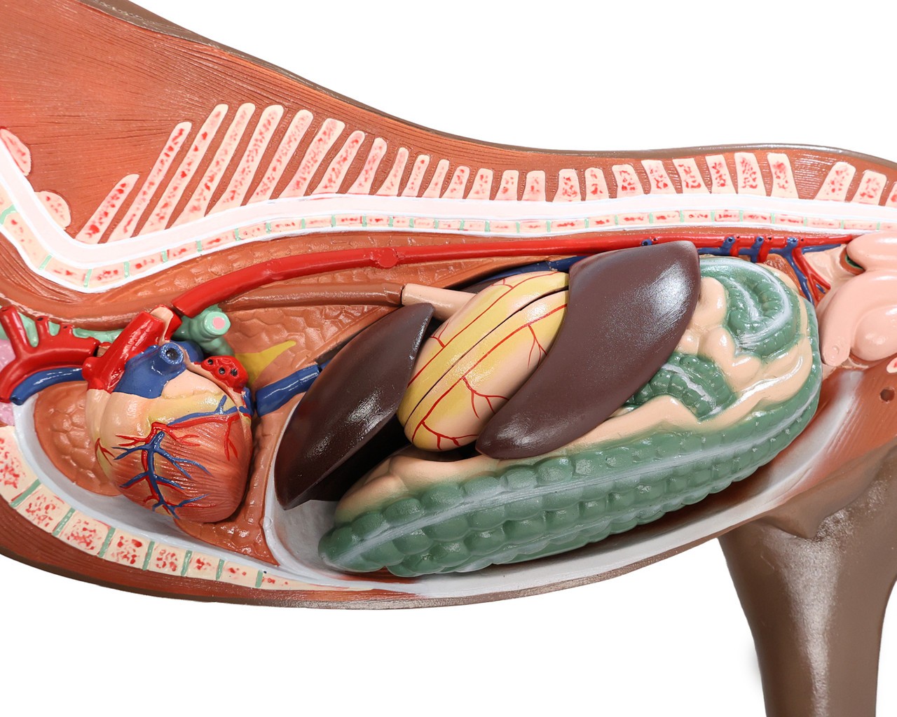 The Anatomy Lab-A-109234 Domestic Horse (Equus caballus) Anatomy Model, 1/ea