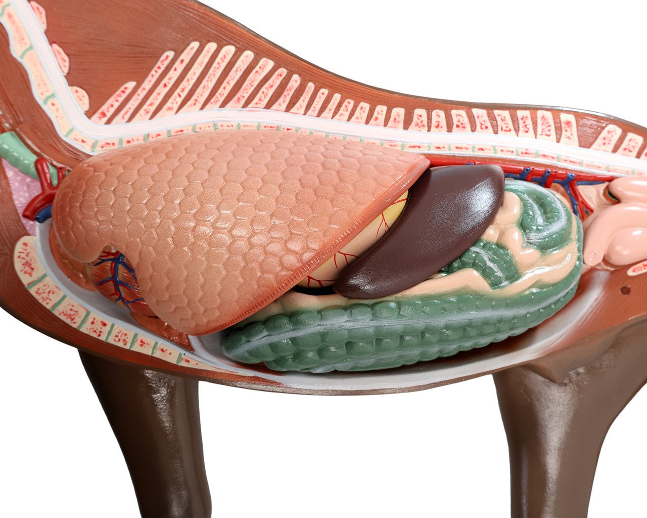 The Anatomy Lab-A-109234 Domestic Horse (Equus caballus) Anatomy Model, 1/ea
