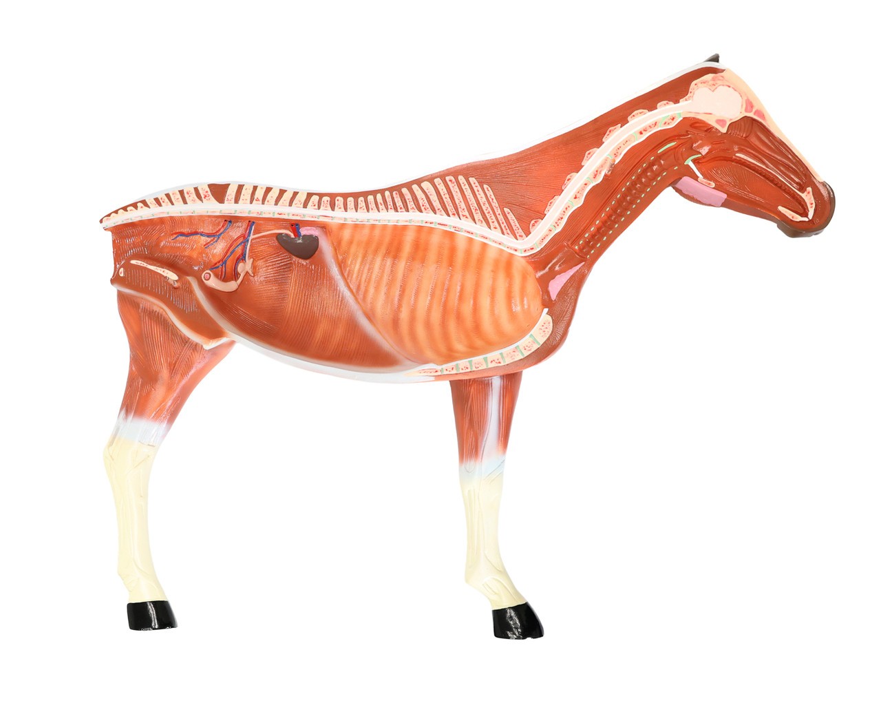 The Anatomy Lab-A-109234 Domestic Horse (Equus caballus) Anatomy Model, 1/ea