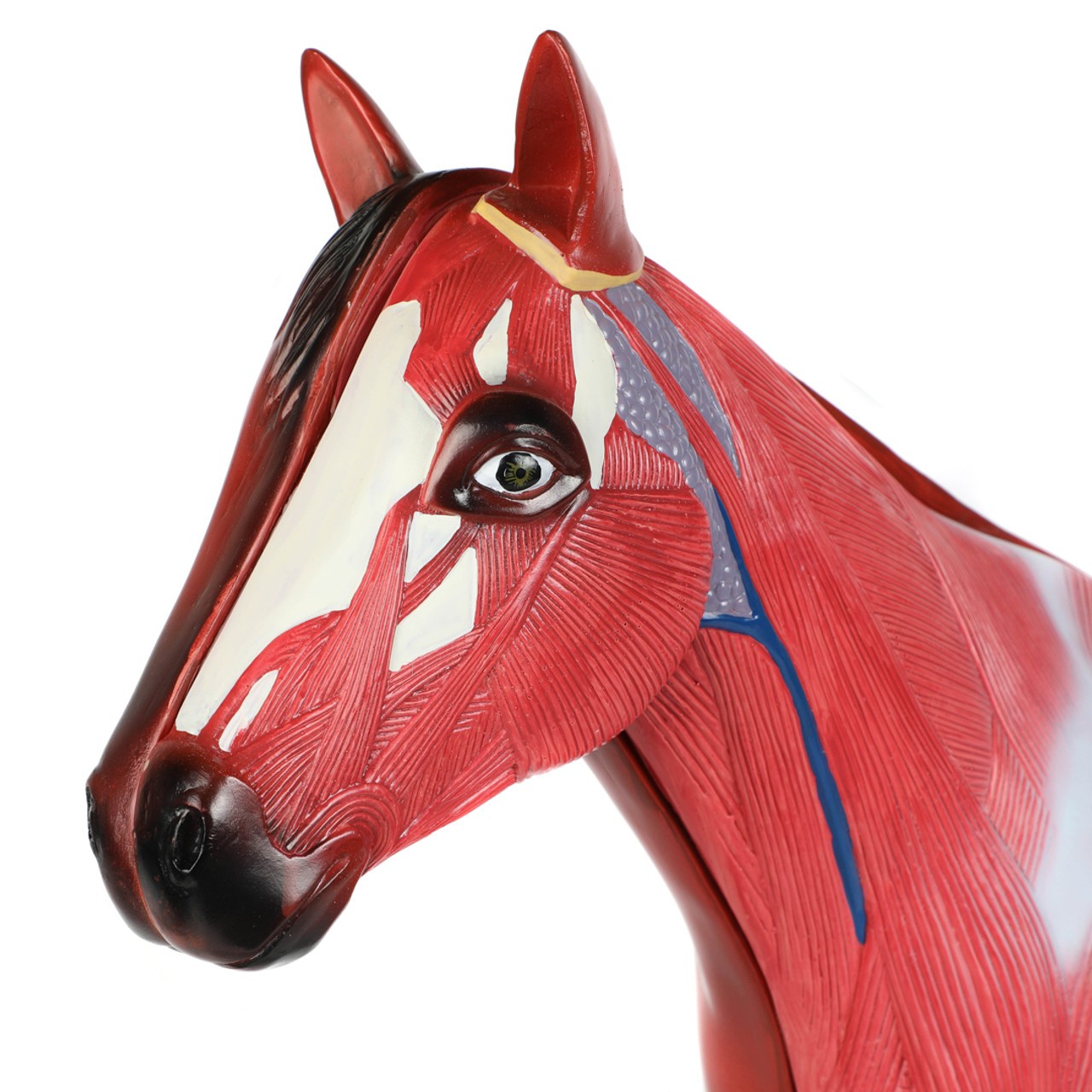 The Anatomy Lab-A-109234 Domestic Horse (Equus caballus) Anatomy Model, 1/ea