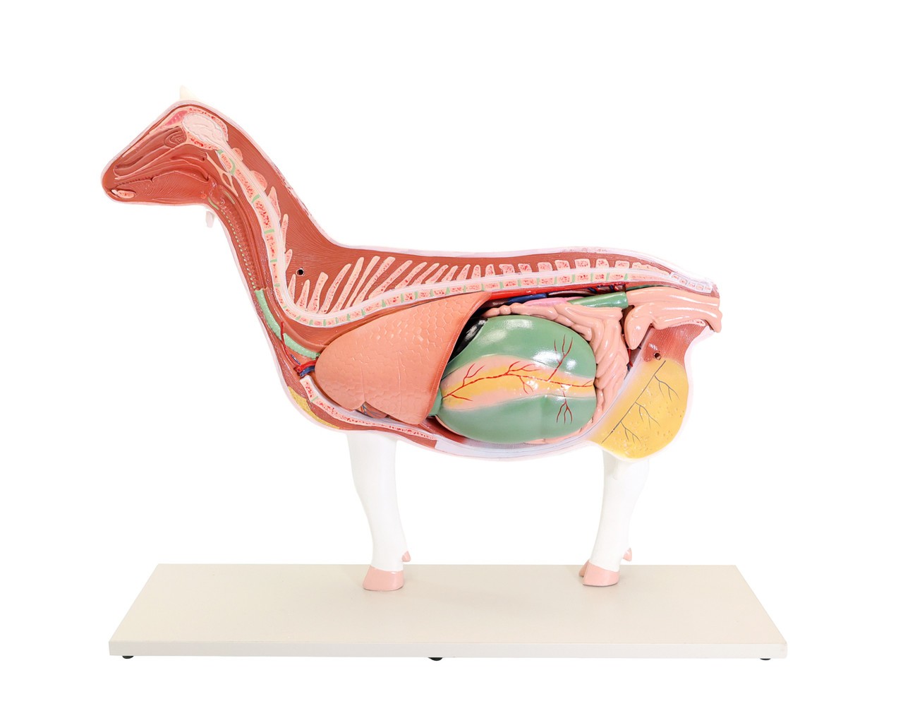The Anatomy Lab-A-111575 Domestic Goat (Capra hircus) Anatomy Model, 1/Each