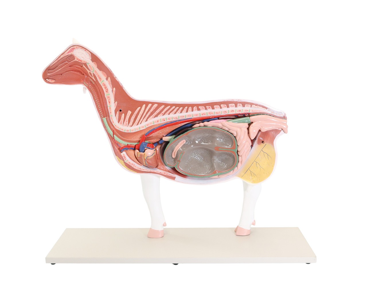 The Anatomy Lab-A-111575 Domestic Goat (Capra hircus) Anatomy Model, 1/Each
