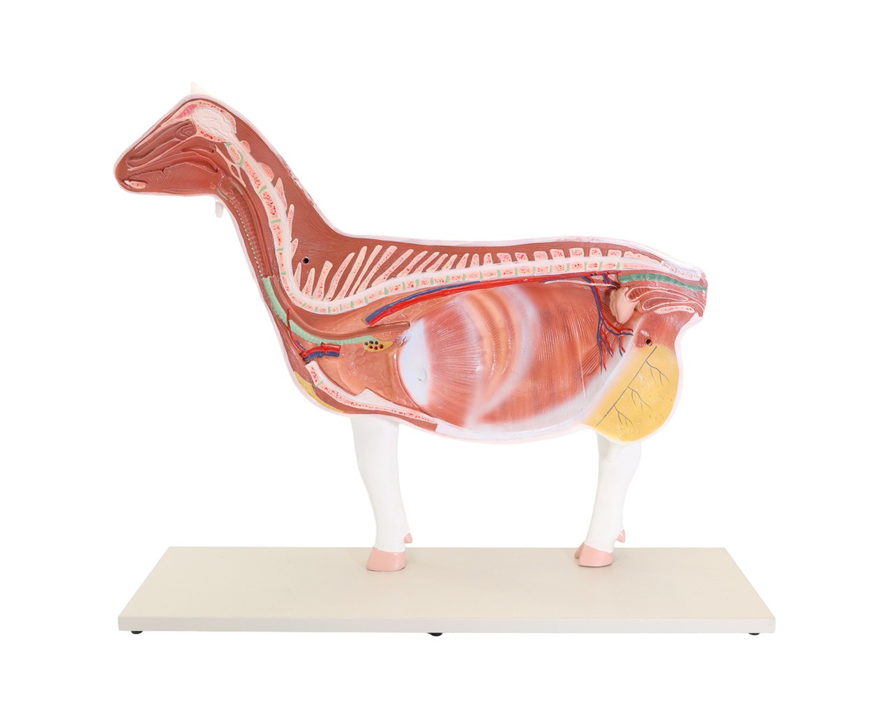 The Anatomy Lab-A-111575 Domestic Goat (Capra hircus) Anatomy Model, 1/Each