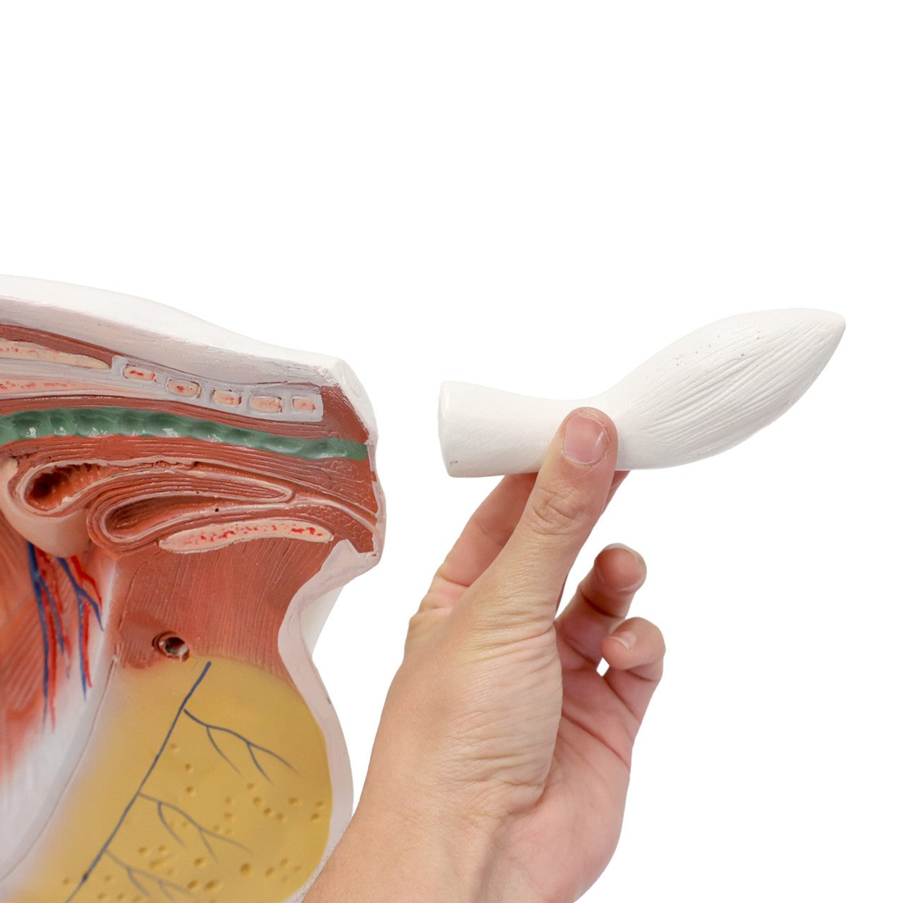 The Anatomy Lab-A-111575 Domestic Goat (Capra hircus) Anatomy Model, 1/Each