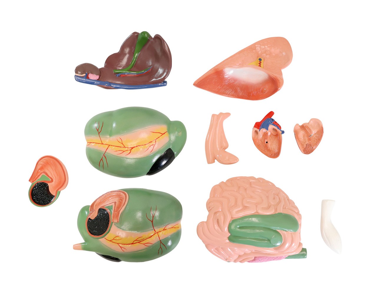 The Anatomy Lab-A-111575 Domestic Goat (Capra hircus) Anatomy Model, 1/Each