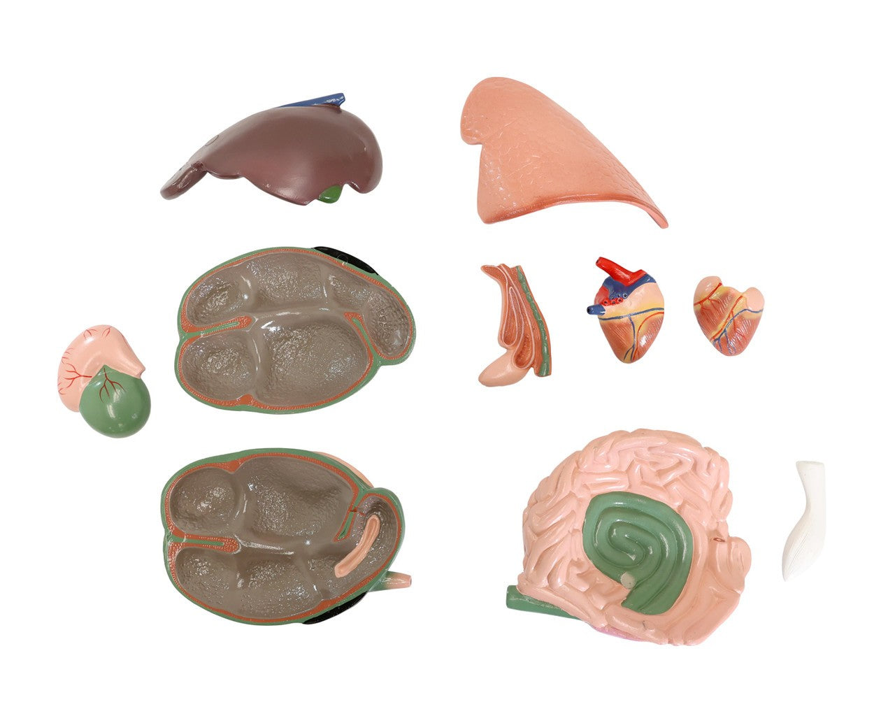 The Anatomy Lab-A-111575 Domestic Goat (Capra hircus) Anatomy Model, 1/Each