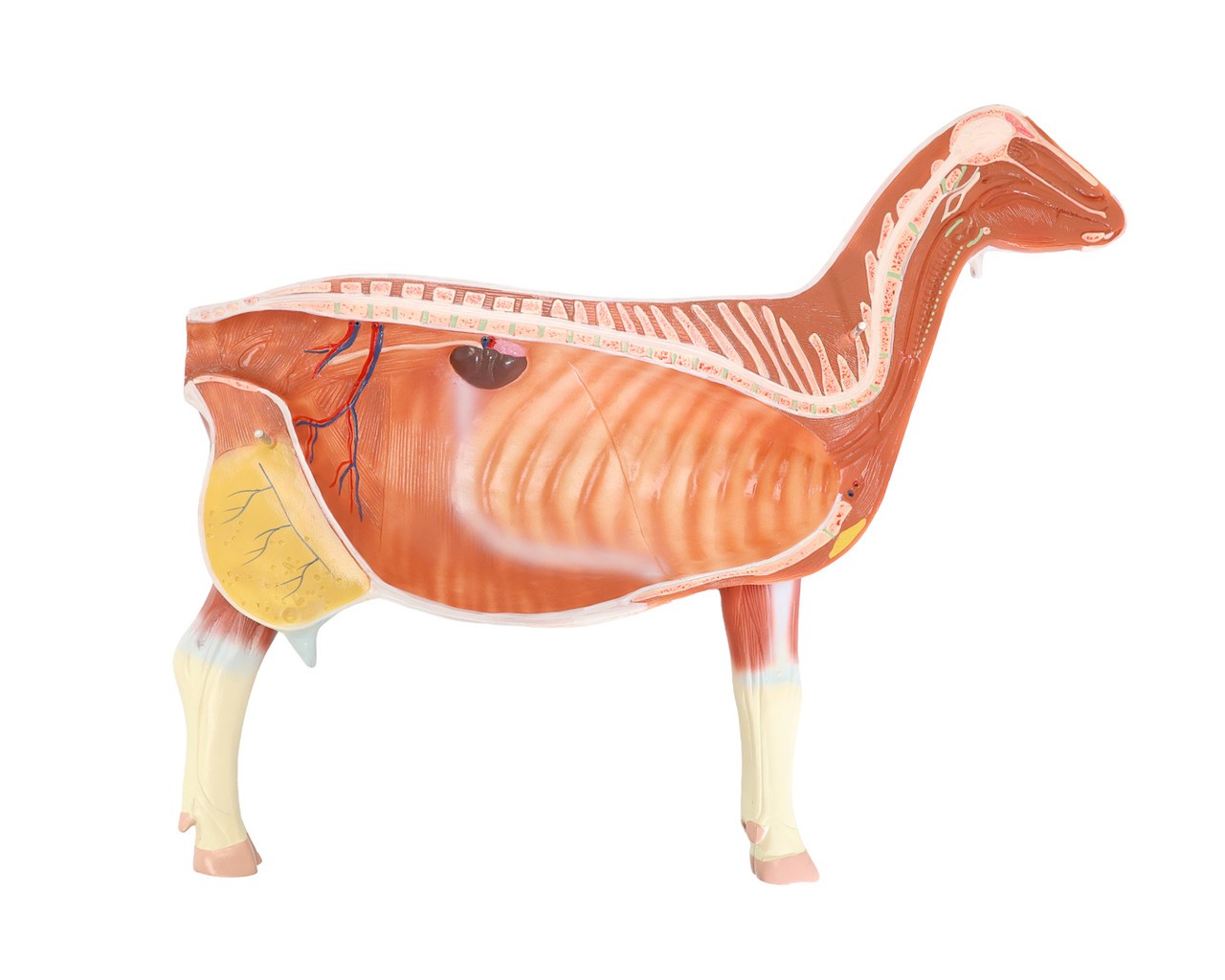 The Anatomy Lab-A-111575 Domestic Goat (Capra hircus) Anatomy Model, 1/Each
