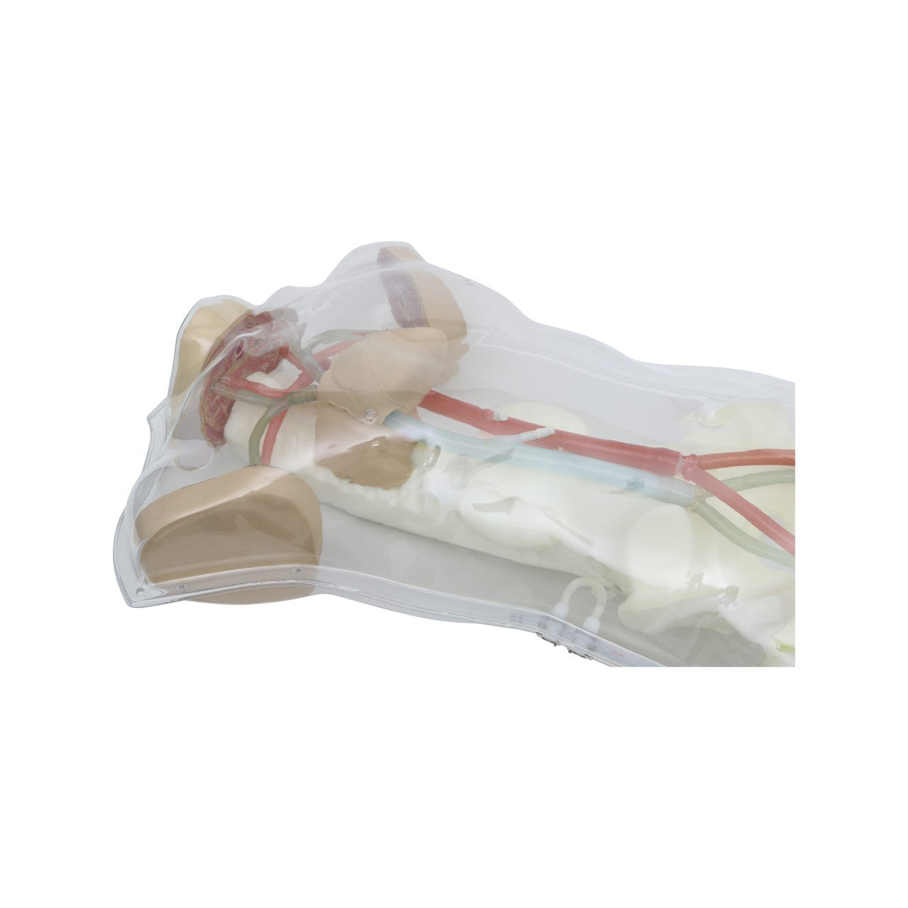 The Anatomy Lab-A-112544 Human Circulatory System Model, 1/ea