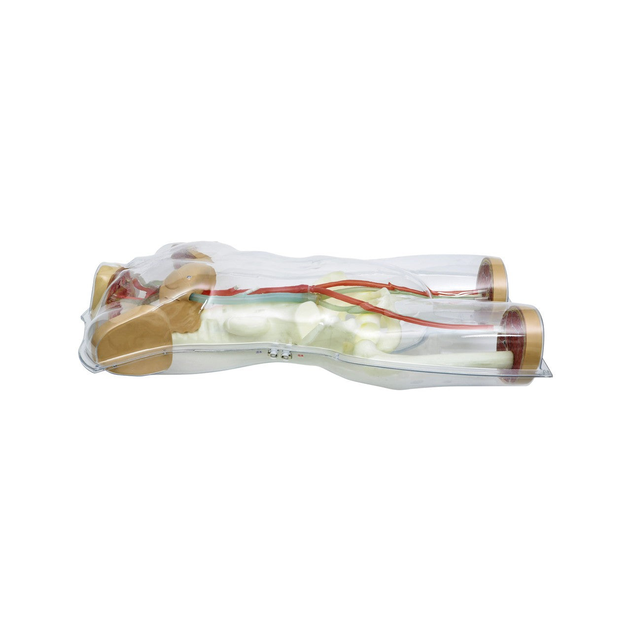 The Anatomy Lab-A-112544 Human Circulatory System Model, 1/ea