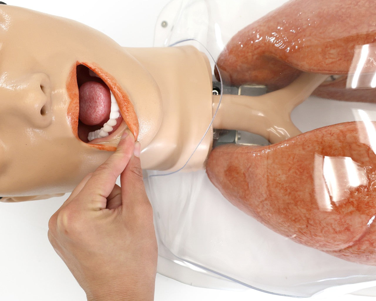 The Anatomy Lab-A-112548 Simulated Bronchoscopy Model, 1/EACH