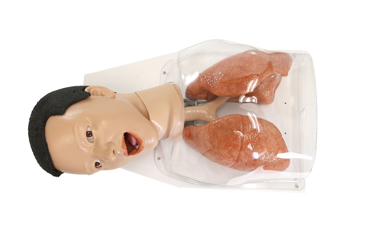 The Anatomy Lab-A-112548 Simulated Bronchoscopy Model, 1/EACH